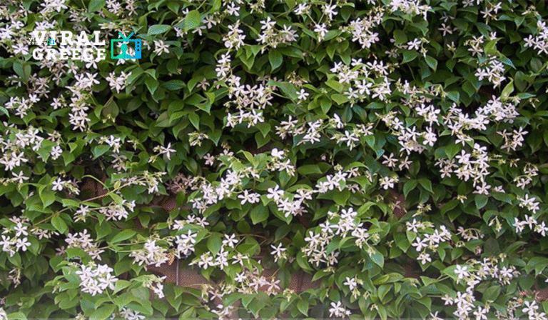 viral greecαχαχχαχαe