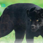 Συναγερμός στη Βουλγαρία: Μαύρος πάνθηρας κυκλοφορεί ελεύθερος κοντά στην πόλη Shumen – Αυξημένα μέτρα ασφαλείας Συναγερμός στη Βουλγαρία: Μαύρος πάνθηρας κυκλοφορεί ελεύθερος κοντά στην πόλη Shumen – Αυξημένα μέτρα ασφαλείας