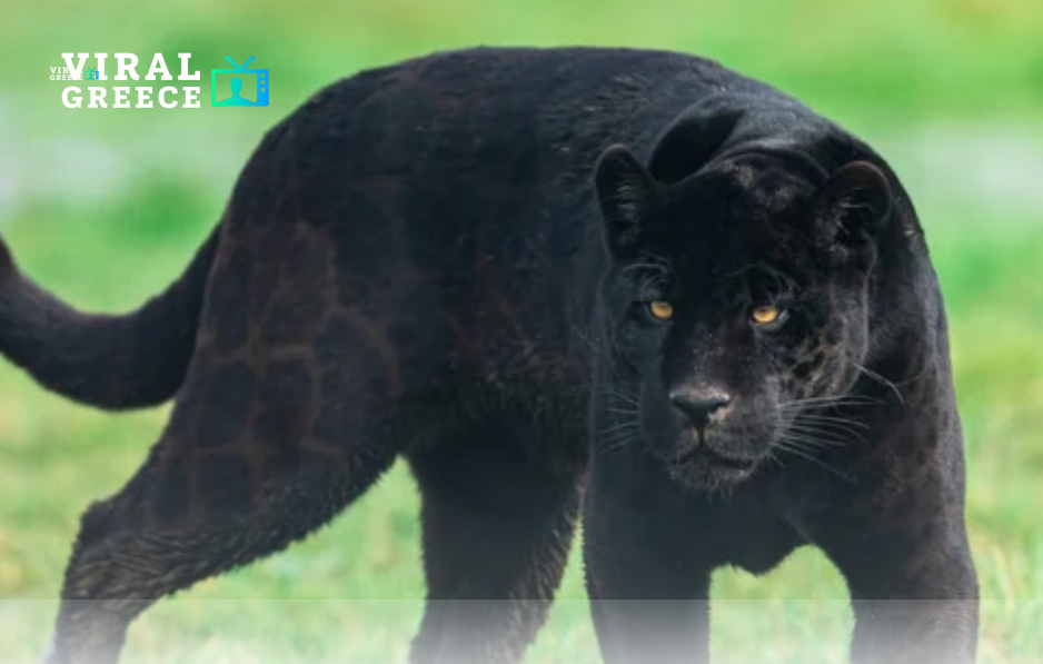 Συναγερμός στη Βουλγαρία: Μαύρος πάνθηρας κυκλοφορεί ελεύθερος κοντά στην πόλη Shumen – Αυξημένα μέτρα ασφαλείας ψψδψδ