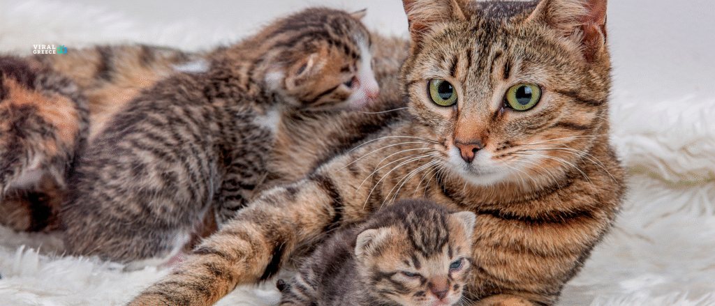 ec11h helping your pregnant cat give birth at home hero cat Viral Greece