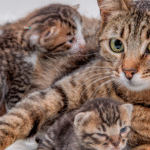 Ήξερες ότι μια γάτα μπορεί να κάνει γατάκια από διαφορετικούς πατέρες στην ίδια γέννα; Ήξερες ότι μια γάτα μπορεί να κάνει γατάκια από διαφορετικούς πατέρες στην ίδια γέννα;