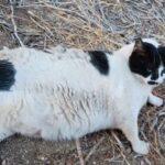 Chonkus Maximus: Η γάτα των Χανίων που ξεπέρασε σε φήμη το Φαράγγι της Σαμαριάς