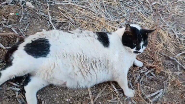 Chonkus Maximus: Η γάτα των Χανίων που ξεπέρασε σε φήμη το Φαράγγι της Σαμαριάς maxresdefault