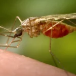 Συναγερμός για τον ιό Chikungunya μετά την έξαρση στην Κίνα Συναγερμός για τον ιό Chikungunya μετά την έξαρση στην Κίνα