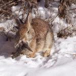 «Ζόμπι» κουνέλια με κέρατα τρομοκρατούν κατοίκους στο Κολοράντο «Ζόμπι» κουνέλια με κέρατα τρομοκρατούν κατοίκους στο Κολοράντο