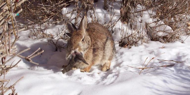 «Ζόμπι» κουνέλια με κέρατα τρομοκρατούν κατοίκους στο Κολοράντο AA1KvdeM.img