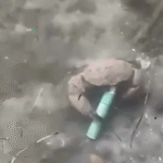 Καβούρι «καπνίζει» ηλεκτρονικό τσιγάρο και διχάζει το διαδίκτυο ( VIDEO )