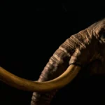 Σχέδιο-μαμούθ: Δισεκατομμυριούχος θέλει να αναστήσει το προϊστορικό ζώο μέχρι το 2028 – Επιστήμη ή Jurassic Park; Σχέδιο-μαμούθ: Δισεκατομμυριούχος θέλει να αναστήσει το προϊστορικό ζώο μέχρι το 2028 – Επιστήμη ή Jurassic Park;