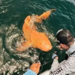 Σπάνιο θέαμα στην Κόστα Ρίκα: Καρχαρίας με πορτοκαλί χρώμα και αλμπινισμό