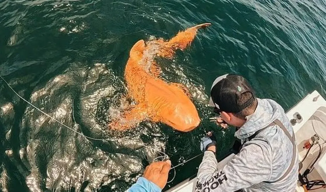 ccbf9f60-portokali-karxarias