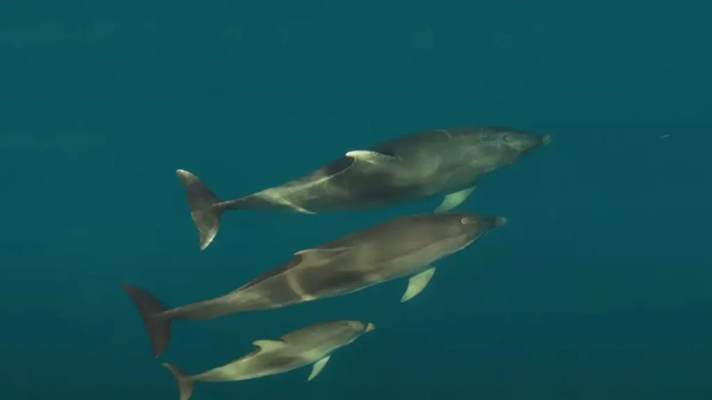 Δελφίνια «χορεύουν» στον Θεολόγο Φθιώτιδας – Εντυπωσιακό θέαμα από ψηλά ( VIDEO )