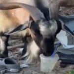 Κατσίκα στην Κρήτη έγινε viral πίνοντας… μοχίτο σε παραλία, τραβώντας την προσοχή μέχρι και της Daily Mail ( VIDEO ) Κατσίκα στην Κρήτη έγινε viral πίνοντας… μοχίτο σε παραλία, τραβώντας την προσοχή μέχρι και της Daily Mail ( VIDEO )