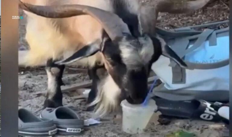 Κατσίκα στην Κρήτη έγινε viral πίνοντας… μοχίτο σε παραλία, τραβώντας την προσοχή μέχρι και της Daily Mail ( VIDEO ) katsika-krhth