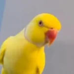 Ένας παπαγάλος εξάρθρωσε μια σπείρα ναρκωτικών με δύο λέξεις! ( VIDEO ) Ένας παπαγάλος εξάρθρωσε μια σπείρα ναρκωτικών με δύο λέξεις! ( VIDEO )