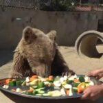 Αρκούδα έφαγε τόσα πολλά φρούτα και κατέληξε σε κτηνιατρική κλινική