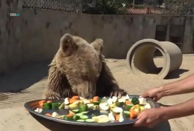 Αρκούδα έφαγε τόσα πολλά φρούτα και κατέληξε σε κτηνιατρική κλινική 875_0ac4f21a-1b64-47cc-9e65-93d163d48b2e