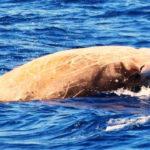 Σπάνιο θέαμα στην Ικαρία: Ζιφιός εντοπίστηκε πάνω από τη θαλάσσια τάφρο