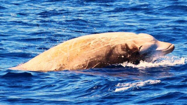 Σπάνιο θέαμα στην Ικαρία: Ζιφιός εντοπίστηκε πάνω από τη θαλάσσια τάφρο AA1Mce58.img