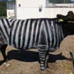 Νόμπελ IG σε Ιάπωνες ερευνητές: Βάφοντας αγελάδες σαν ζέβρες, βρήκαν τρόπο να τις προστατεύσουν από τις μύγες