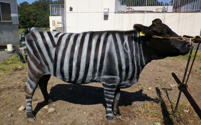 Νόμπελ IG σε Ιάπωνες ερευνητές: Βάφοντας αγελάδες σαν ζέβρες, βρήκαν τρόπο να τις προστατεύσουν από τις μύγες G1NMUY9WIAAyxP8