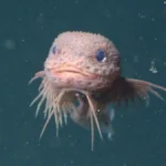 Το πιο «χαριτωμένο» πλάσμα των βαθέων υδάτων: Νέο είδος σαλιγκαρόψαρου εντοπίστηκε στον Ειρηνικό που μοιάζει με Pokémon Το πιο «χαριτωμένο» πλάσμα των βαθέων υδάτων: Νέο είδος σαλιγκαρόψαρου εντοπίστηκε στον Ειρηνικό που μοιάζει με Pokémon