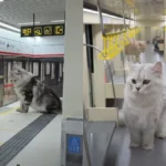 Ο Κινέζος YouTuber που έφτιαξε… μια πόλη για τις γάτες του – με μετρό, σούπερ μάρκετ και κινηματογράφο!