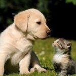 Παγκόσμια Ημέρα Ζώων: η ιστορία της μέσα από 5 μικρά μυστικά