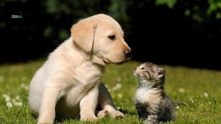 Παγκόσμια Ημέρα Ζώων: η ιστορία της μέσα από 5 μικρά μυστικά 120423687_833720480699111_2942119368830799040_n