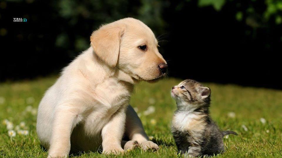 Παγκόσμια Ημέρα Ζώων: η ιστορία της μέσα από 5 μικρά μυστικά