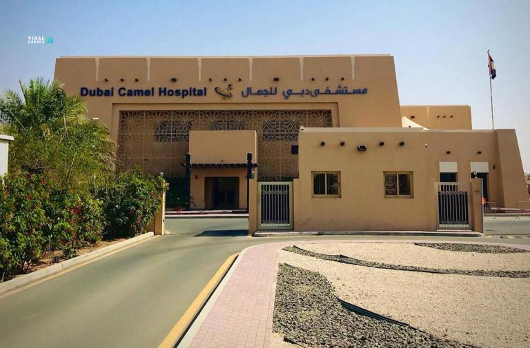 Στο Ντουμπάι λειτουργεί εδώ και 8 χρόνια νοσοκομείο για καμήλες – και ξεπερνά σε εντυπωσιασμό πολλά ανθρώπινα νοσοκομεία