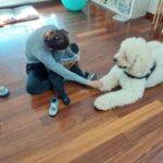 Σκύλος θεραπευτής στο ΕΣΥ στο πλευρό των ασθενών