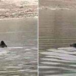 Αρκούδα διασχίζει την λίμνη Πολυφύτου… κολυμπώντας ( VIDEO )