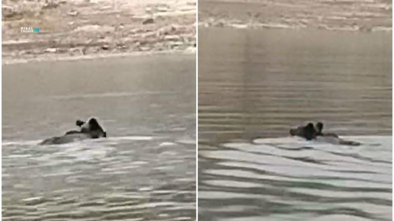 Αρκούδα διασχίζει την λίμνη Πολυφύτου… κολυμπώντας ( VIDEO ) c95384fe4e014c7fb6bf5d621b61772f