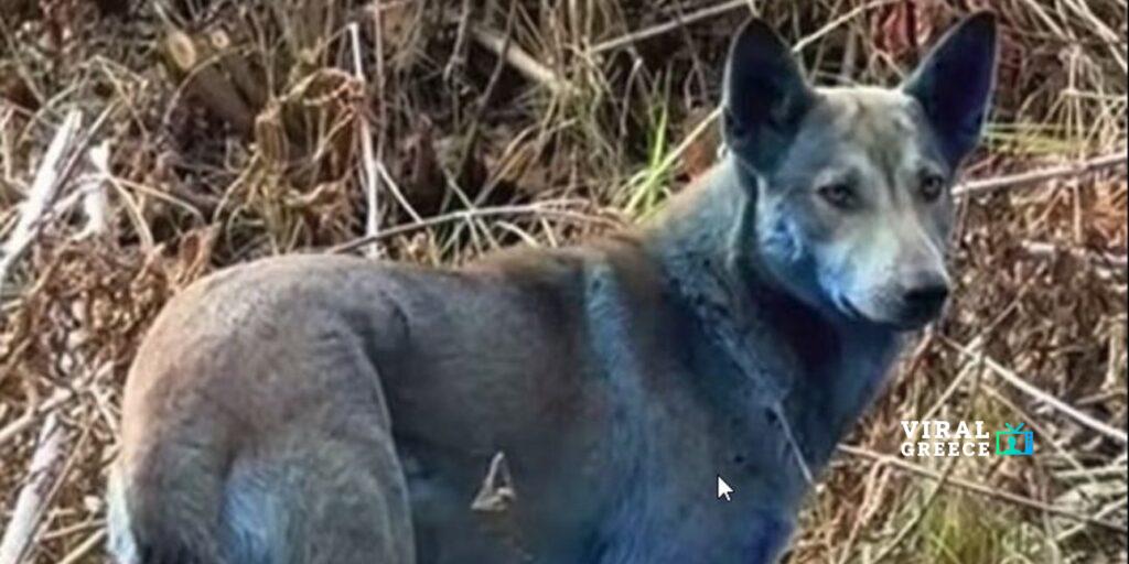 Μυστήριο στο Τσέρνομπιλ: Σκύλοι με μπλε τρίχωμα εντοπίστηκαν στη ζώνη αποκλεισμού