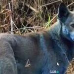 Μυστήριο στο Τσέρνομπιλ: Σκύλοι με μπλε τρίχωμα εντοπίστηκαν στη ζώνη αποκλεισμού Μυστήριο στο Τσέρνομπιλ: Σκύλοι με μπλε τρίχωμα εντοπίστηκαν στη ζώνη αποκλεισμού