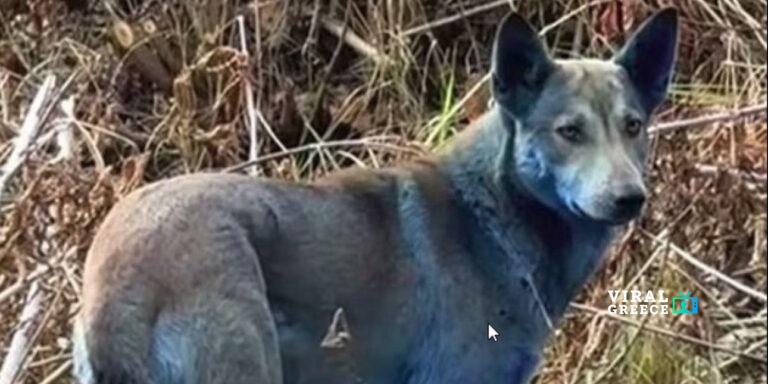 Μυστήριο στο Τσέρνομπιλ: Σκύλοι με μπλε τρίχωμα εντοπίστηκαν στη ζώνη αποκλεισμού chernobyl-galazioi-skyloi