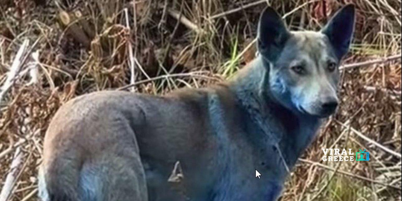 chernobyl-galazioi-skyloi