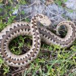 Αγρότης στην Εύβοια δαγκώθηκε από οχιά – Γλίτωσε χάρη στην ψυχραιμία του Αγρότης στην Εύβοια δαγκώθηκε από οχιά – Γλίτωσε χάρη στην ψυχραιμία του