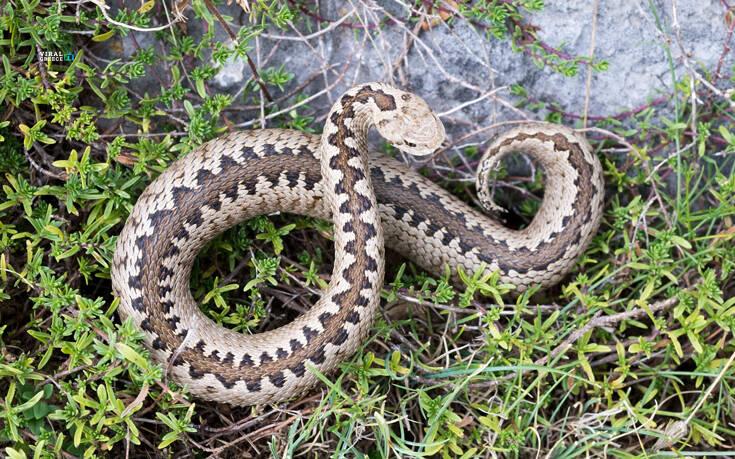 Αγρότης στην Εύβοια δαγκώθηκε από οχιά – Γλίτωσε χάρη στην ψυχραιμία του mwqb24el