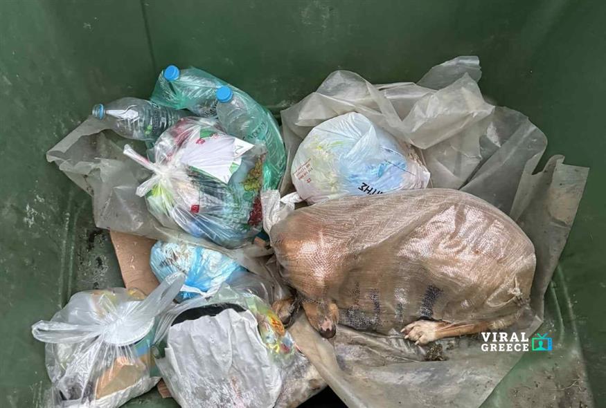 Σοκ στη Μεγαλόπολη: Σκύλος βρέθηκε ζωντανός πεταμένος σε κάδο μέσα σε τσουβάλι
