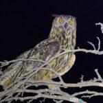 Μπλακ άουτ στην Αμαλιάδα εξαιτίας… ενός μπούφου Μπλακ άουτ στην Αμαλιάδα εξαιτίας… ενός μπούφου