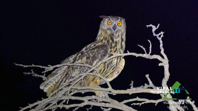 Birds_Bubo_bubo_1_2000px