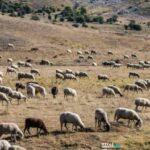 Κρήτη: Κτηνοτρόφος  καλείται να πληρώσει πρόστιμο-μαμούθ άνω του 1 εκατ. ευρώ!