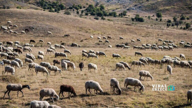 Κρήτη: Κτηνοτρόφος  καλείται να πληρώσει πρόστιμο-μαμούθ άνω του 1 εκατ. ευρώ!