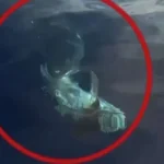 Γιγαντιαίος καρχαρίας στην Κάρπαθο: «Πέντε μέτρα του φόβου!» – Ψαράδες κατέγραψαν τη στιγμή που καταβροχθίζει τόνο ( VIDEO ) Γιγαντιαίος καρχαρίας στην Κάρπαθο: «Πέντε μέτρα του φόβου!» – Ψαράδες κατέγραψαν τη στιγμή που καταβροχθίζει τόνο ( VIDEO )