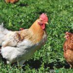 Γιατί τρώμε κοτόπουλο και όχι περιστέρια ή κύκνους; Η απάντηση θα σας εκπλήξει Γιατί τρώμε κοτόπουλο και όχι περιστέρια ή κύκνους; Η απάντηση θα σας εκπλήξει