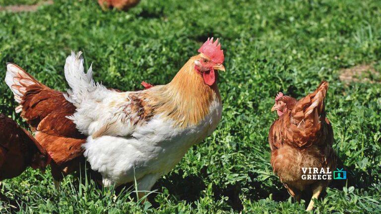 Γιατί τρώμε κοτόπουλο και όχι περιστέρια ή κύκνους; Η απάντηση θα σας εκπλήξει kotopoulo