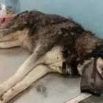 Σαν σήμερα 26 Νοεμβρίου 2023: Η φρικτή κακοποίηση του Όλιβερ που πάγωσε τη χώρα