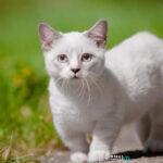 Πρόστιμο 1.250 ευρώ γιατί… η γάτα της μπήκε στην αυλή του γείτονα