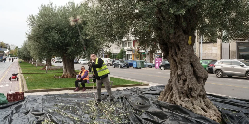 Θεσσαλονίκη: Ξεκίνησε η συγκομιδή ελιών για την παραγωγή του δημοτικού βιολογικού λαδιού «Θερμαϊκός Χρυσός»